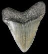 Megalodon Tooth - South Carolina #43029-1
